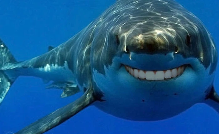 "Cá lớn" Google có thể nuốt những "cá nhỏ" nào để đè bẹp "trẻ trâu" Facebook?