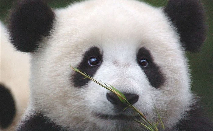 Thầy giáo Trung Quốc phát minh ra cách làm giấy từ phân gấu trúc dựa theo phương pháp cổ từ 2.000 năm trước