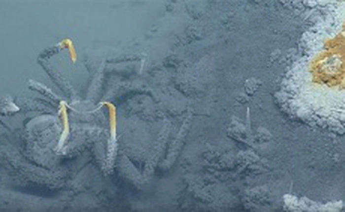 Khám phá ra hồ nước dưới lòng đại dương, sinh vật sống bơi vào vùng nước này hầu hết đều bỏ mạng