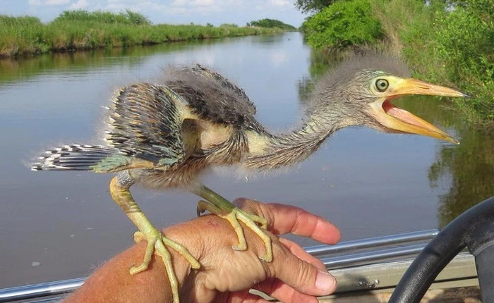 6 điều bạn đọc về khủng long khi còn bé mà đến nay đã không còn đúng nữa