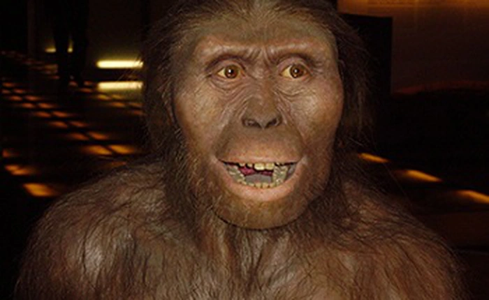 Nghiên cứu mới: Tổ tiên của loài người có thể đi lại bằng hai chân nhưng phần lớn thời gian vẫn sống trên cây