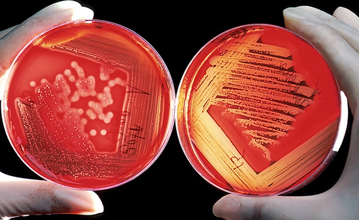 Anh tổng hợp thành công "vũ khí" giúp con người chiến thắng ác mộng kháng sinh