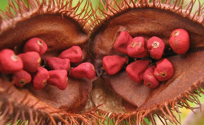 Loại hạt làm phẩm màu này có thể ngăn chặn được ung thư da