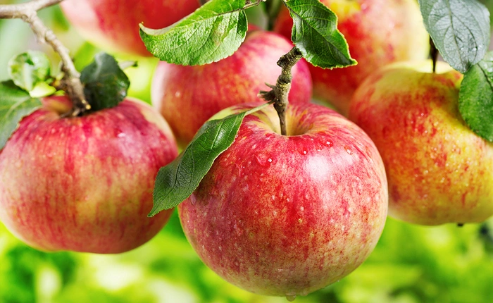 Vì sao chỉ một quả táo thối sẽ làm các quả táo khác thối theo?