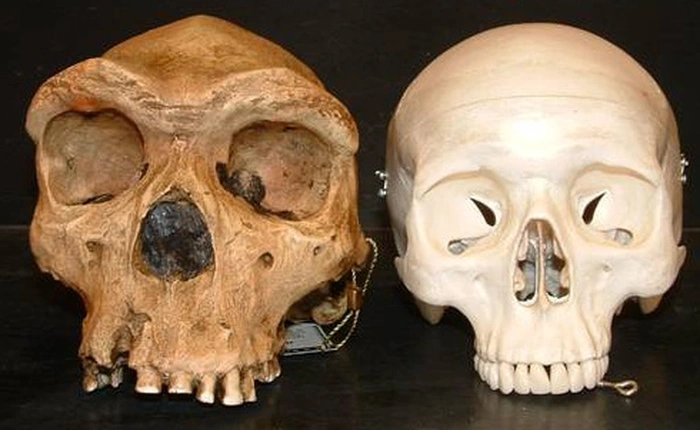 Phát hiện hóa thạch cho thấy ung thư đã có từ thời tiền sử, bác bỏ nhận định của nghiên cứu 6 năm trước