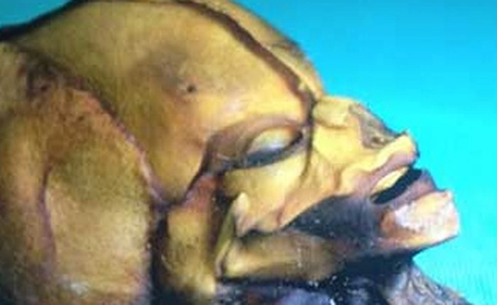 Bộ xương sinh vật giống người chỉ dài 15cm này vẫn làm các nhà khoa học đau đầu bao năm qua