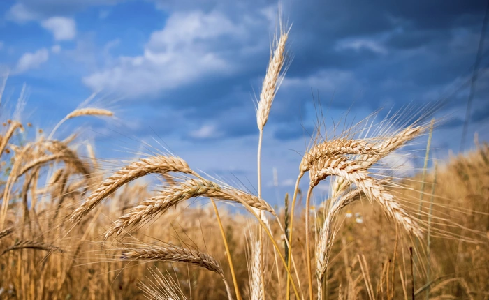 Lúa mạch được chứng minh giúp phòng ngừa béo phì, bệnh tim mạch và tiểu đường