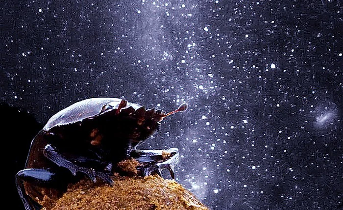 Loài bọ hung lăn phân không được sạch sẽ lắm này có bộ GPS tốt hơn cả loài người chúng ta