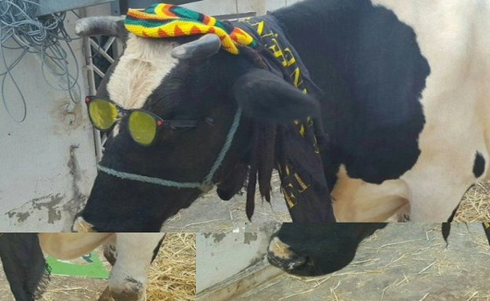 Chơi game di động trúng thưởng bò