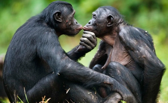 Chỉ có một từ giải thích được vì sao có rất nhiều loài động vật đồng tính