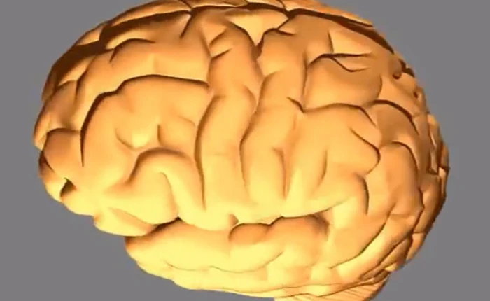 Nghiên cứu mới chứng minh câu "đầu óc ngu si thì tứ chi phát triển" là thật