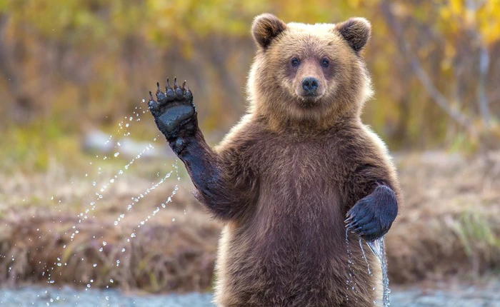 Ai cũng biết hầu hết loài gấu đều ngủ đông, nhưng đố bạn chúng có "đi nặng" khi ngủ không?