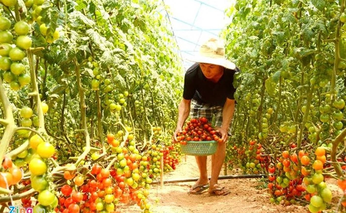 Anh em 9X kiếm tiền tỷ mỗi năm nhờ nông trại rau sạch