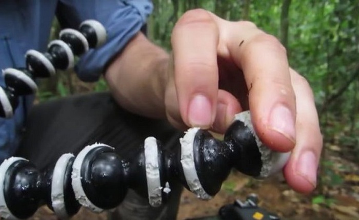 Kiến rừng cắn nát phụ kiện nhiếp ảnh, đi toi 2.800 USD