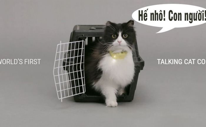 Cuối cùng loài người cũng đã có thể hiểu được tiếng Mèo