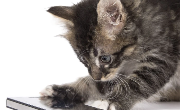 Bộ ảnh: Tiến bộ công nghệ ảnh hưởng như thế nào tới cuộc sống của mèo