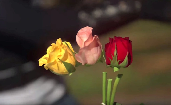 Hậu 20-10, đừng vội vứt bỏ hoa mà hãy sử dụng chúng để tạo ra những thước phim tuyệt đẹp như thế này