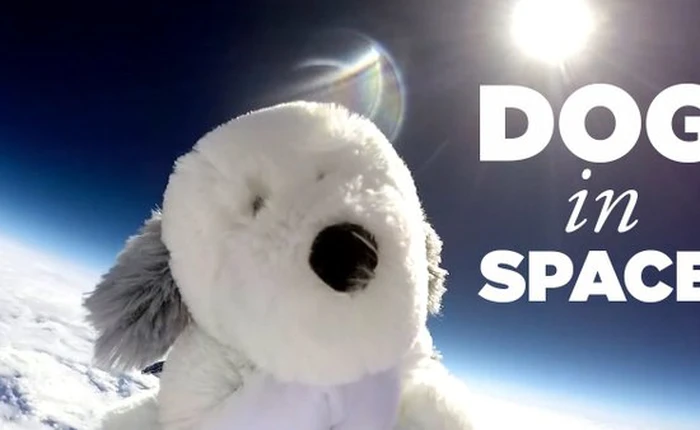 Một chú chó bông vừa mất tích ngoài không gian, bạn sẽ được thưởng lớn nếu tìm ra