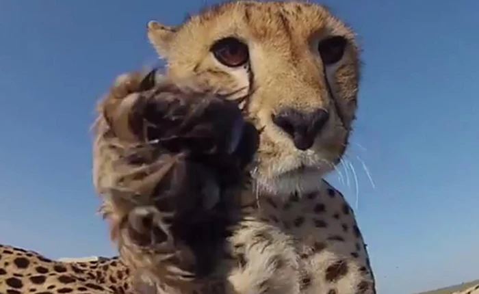 Đây là động vật trên cạn chạy nhanh nhất Trái Đất này, và chúng đang đứng trên bờ vực tuyệt chủng