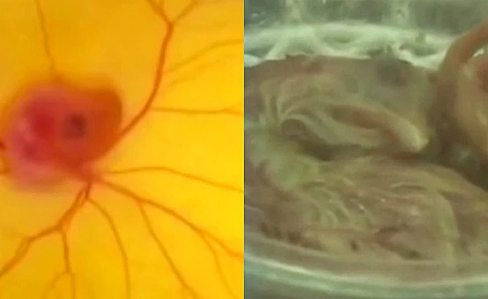 Nhóm học sinh Nhật Bản thực hiện thành công thí nghiệm ấp trứng gà không gần vỏ