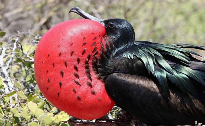 Có một loài chim có thể bay liên tục 56 ngày không cần nghỉ ngơi