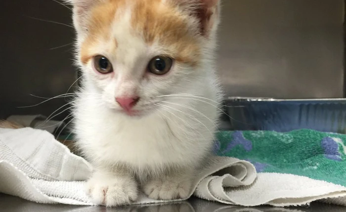 Cái kết có hậu cho chú mèo phá hỏng chương trình truyền hình trực tiếp