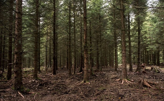 Phát hiện giống cây cao nhất thế giới, xô đổ kỷ lục của cây meranti vàng mới lập cách đây 5 tháng