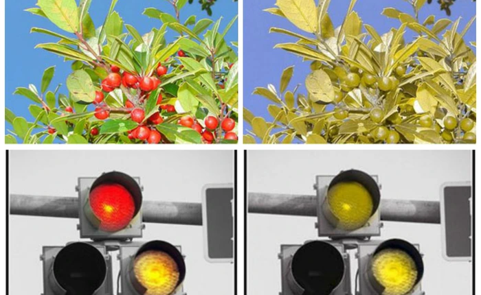 Bạn sẽ nhìn đời thế nào nếu bị mù màu? Hãy xem bộ ảnh động sau đây