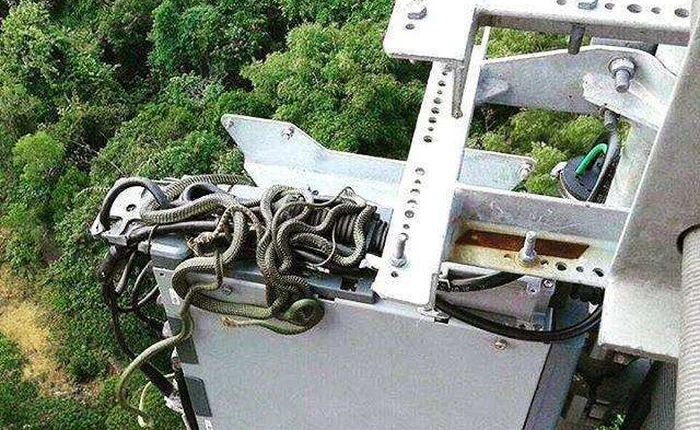 Phát hoảng với tổ rắn trên tháp thu phát sóng