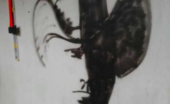 Chỉ những người với đầu óc cực sáng tạo mới có thể nhìn ra hình ảnh này có ý nghĩa gì