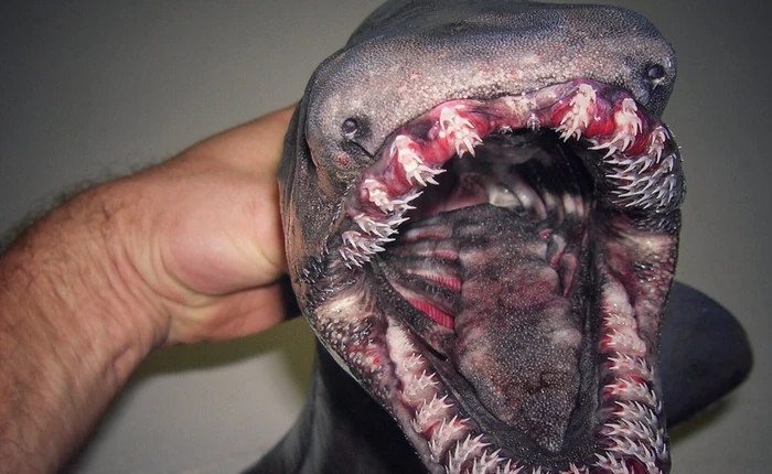 Hãy hoảng sợ đi, những con cá dưới biển sâu này sẽ ám ảnh giấc ngủ đêm nay của bạn