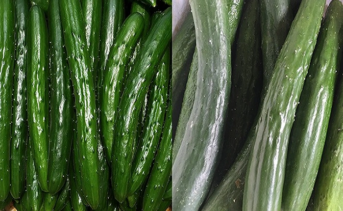 Sử dụng trí tuệ nhân tạo của Google, một nông trang dưa chuột tại Nhật Bản tự động hóa thành công