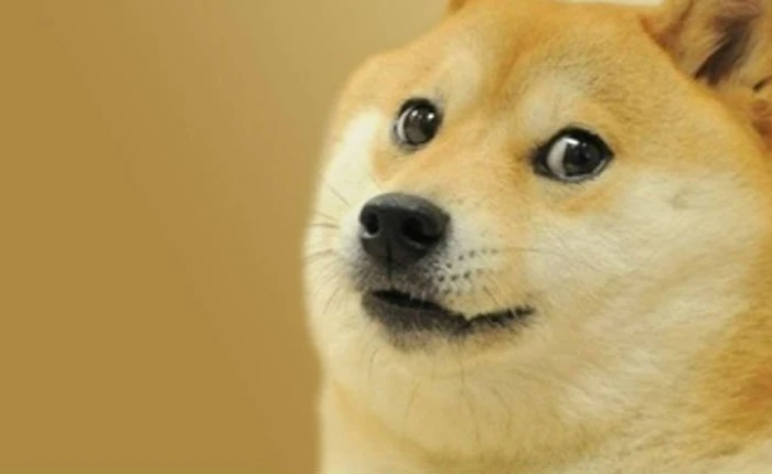 Khoa học chứng minh loài chó thực sự có thể hiểu được cảm xúc của con người