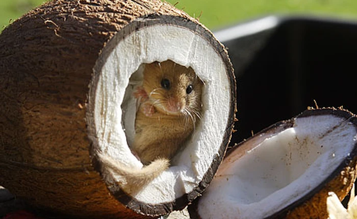 Nhà làm từ quả dừa sẽ giúp con người giảm mối lo về thảm họa thiên tai