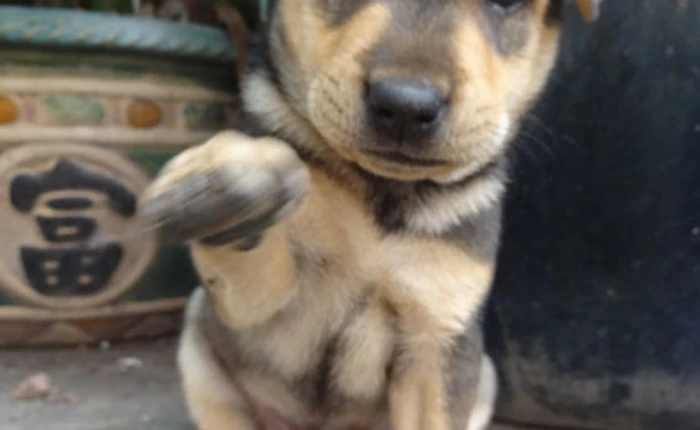 8 lý do "Người yêu có thể không có nhưng chó phải có một con"