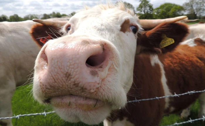 Nếu bạn muốn cứu trái đất, hãy bảo lũ bò ngừng "xì hơi" ngay bây giờ