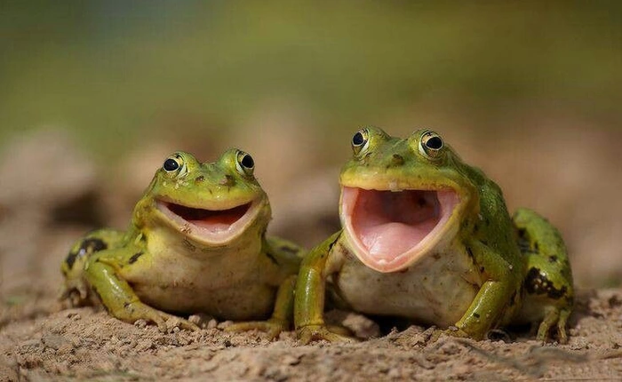 Khi không có tủ lạnh, người xưa đã dùng ếch để bảo quản sữa