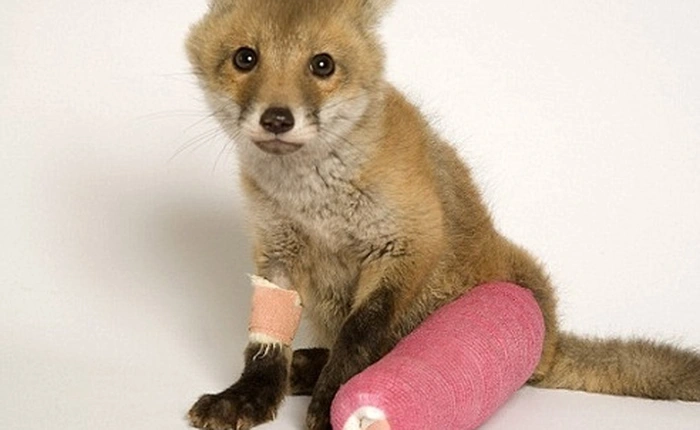 Bị cả Safari vượt mặt, Firefox buộc phải "Chrome hóa" chính mình