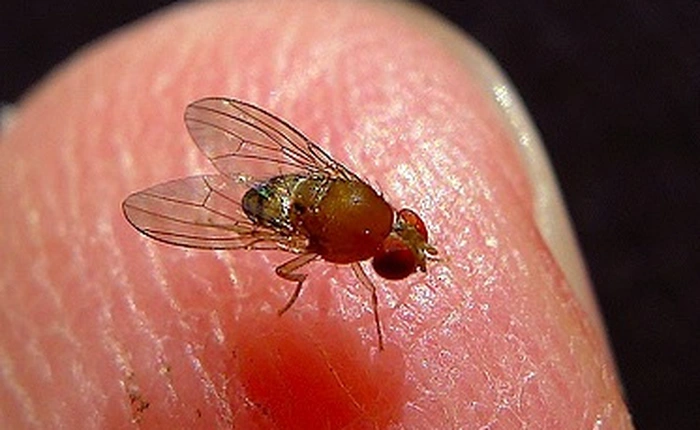 Điều xảy ra khi nuôi ruồi giấm 60 năm trong bóng tối