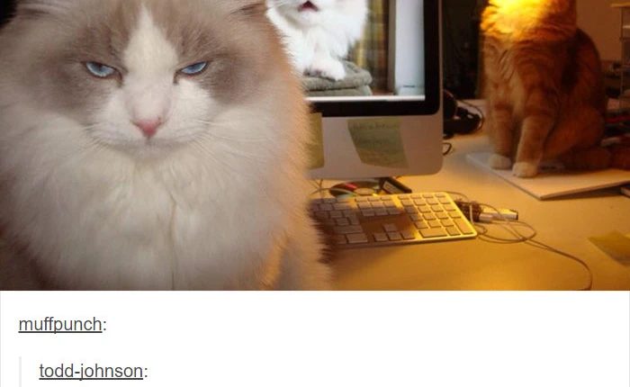 Những bức ảnh hài hước về mèo trên Tumblr chắc chắn sẽ làm bạn phải "cười không nhặt được mồm"