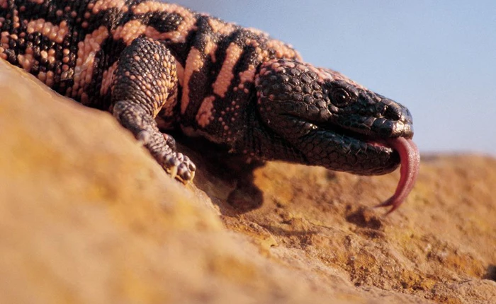 "Hy vọng lớn nhất cho bệnh nhân tiểu đường" sắp tuyệt chủng