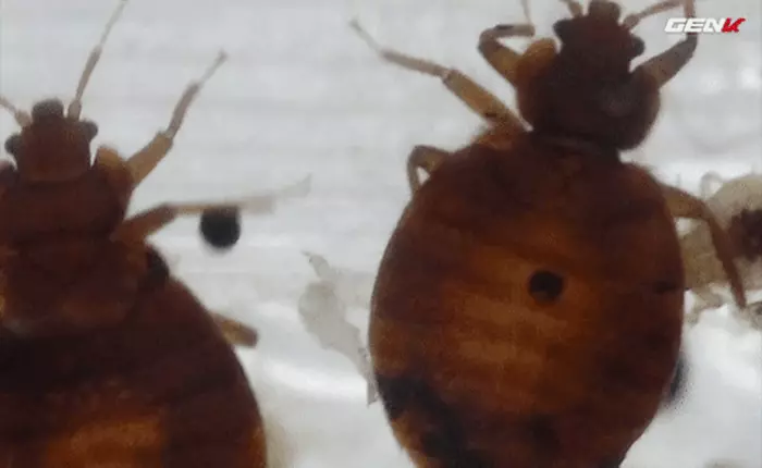 [Video] Phát hiện mới: loài 'ma cà rồng' thu nhỏ đang nổi dậy