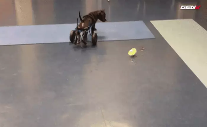 [Video] Bị liệt 2 chân, nhưng may mắn đã mỉm cười giúp chú cún này đi lại được