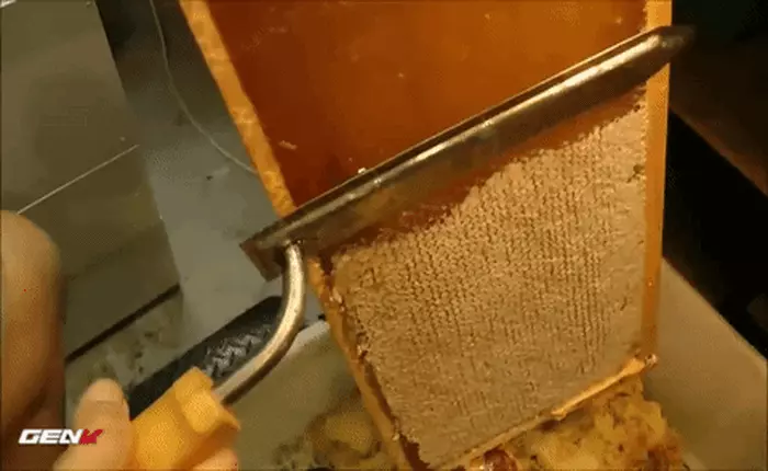 [Video] Người ta đã thu hoạch mật ong như thế nào?