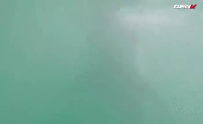 [Video] Thợ lặn đen đủi nhất năm: đi bơi gặp cá mập trắng