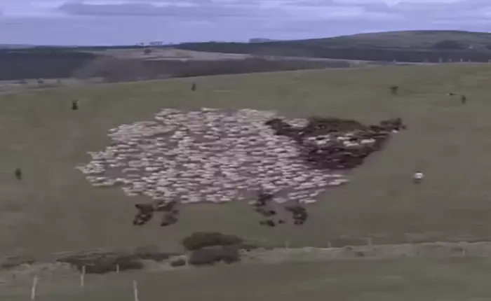 Nghệ thuật xếp cừu - thú chơi mới của các anh chăn cừu rỗi việc