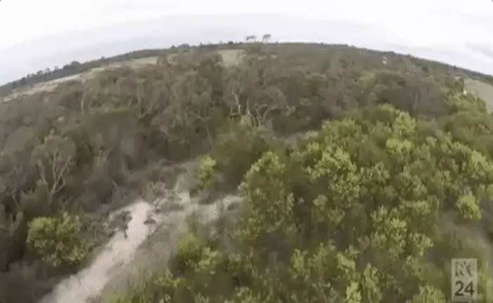 Đại bàng khẳng định bá chủ bầu trời, "hạ sát" 9 chiếc drone trị giá hơn 100.000 USD