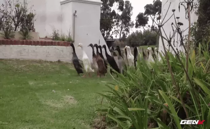 [Video] Ngoài nhiệm vụ nuôi để lấy thịt, đội quân 900 chú vịt này còn biết trông cả vườn nho