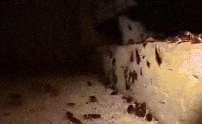 [Video] Tại Trung Quốc, nuôi gián trong nông trại cũng kiếm ra tiền tỉ