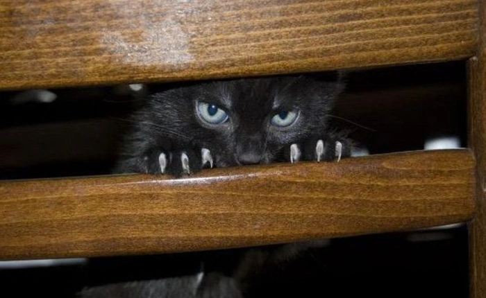 Làm thế nào mà anh chàng này biến một chú mèo ngây thơ thành vũ khí hack được Wi-fi hàng xóm?